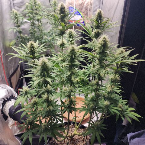 Juicy Fruit #1 growlog timeline photo