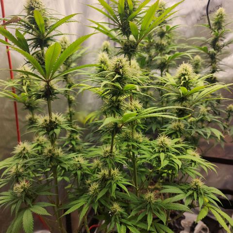Juicy Fruit #1 growlog timeline photo