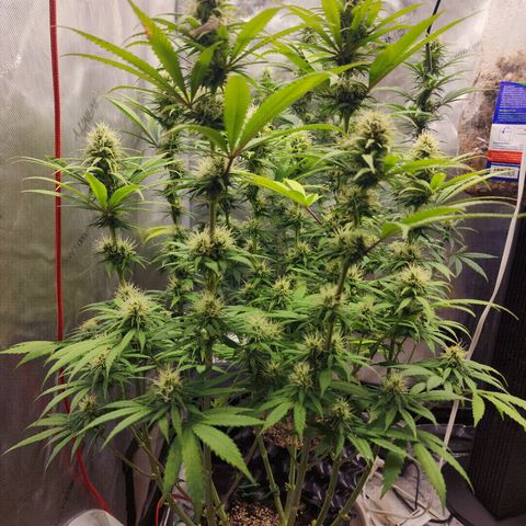 Juicy Fruit #1 growlog timeline photo