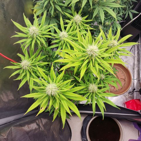 Juicy Fruit #1 growlog timeline photo
