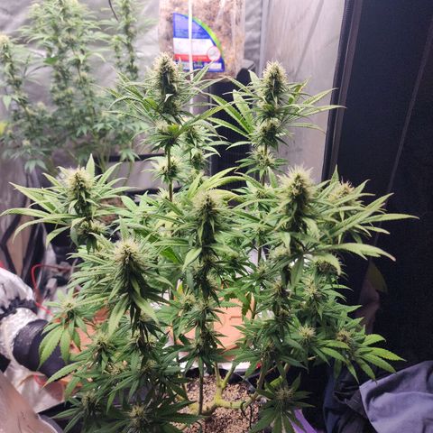 Juicy Fruit #1 growlog timeline photo