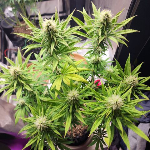 Juicy Fruit #1 growlog timeline photo