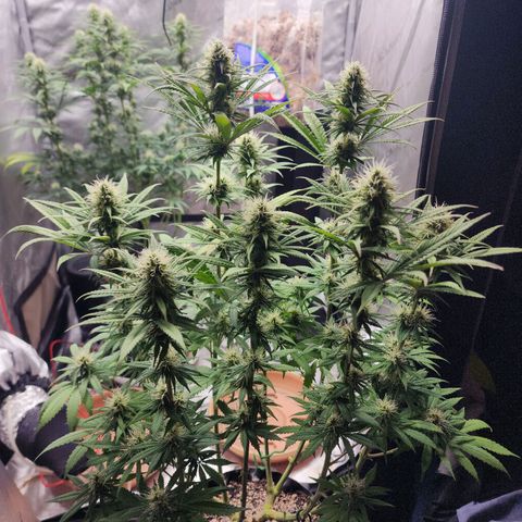 Juicy Fruit #1 growlog timeline photo