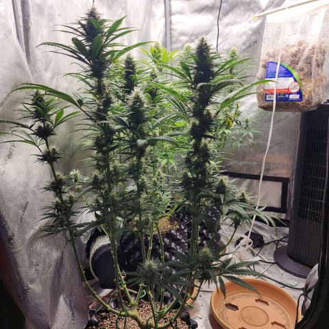 Juicy Fruit #2 growlog timeline photo