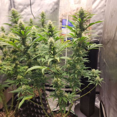Juicy Fruit #2 growlog timeline photo