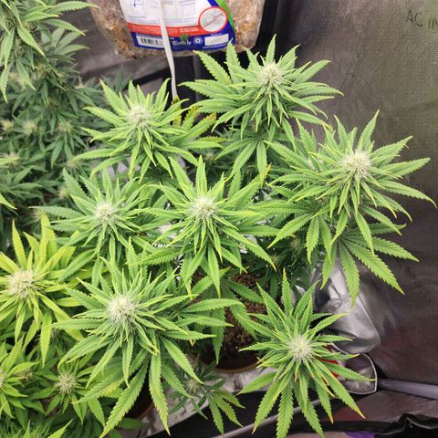 Juicy Fruit #2 growlog timeline photo