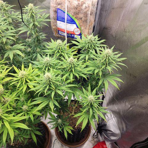 Juicy Fruit #2 growlog timeline photo