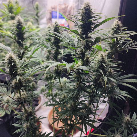 Juicy Fruit #2 growlog timeline photo