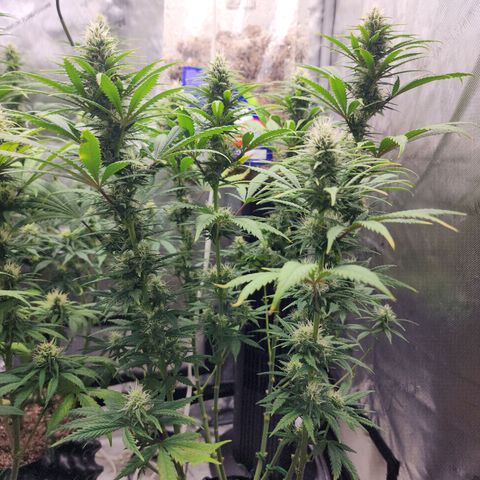 Juicy Fruit #2 growlog timeline photo