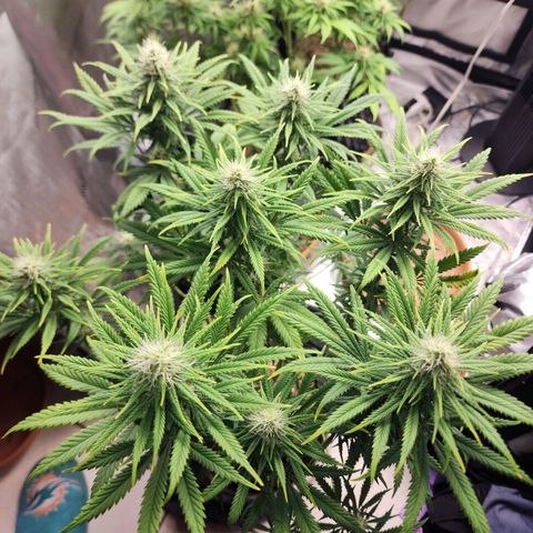 Juicy Fruit #2 growlog timeline photo