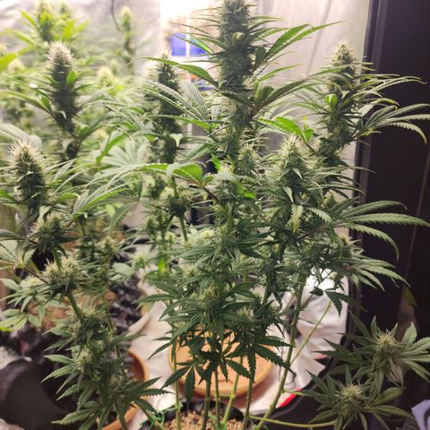 Juicy Fruit #2 growlog timeline photo