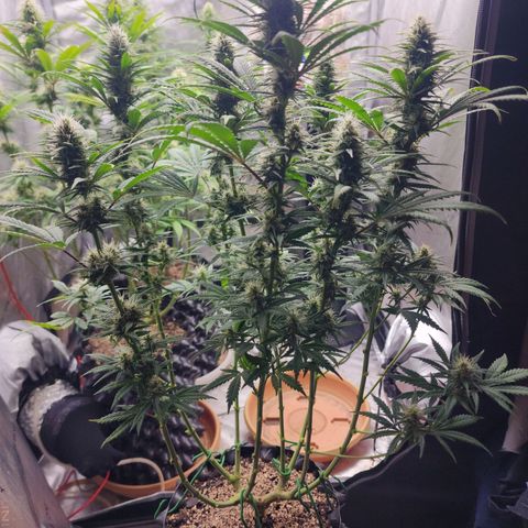 Juicy Fruit #2 growlog timeline photo