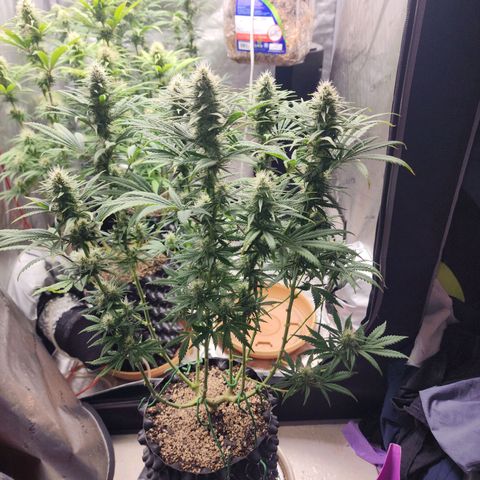 Juicy Fruit #2 growlog timeline photo