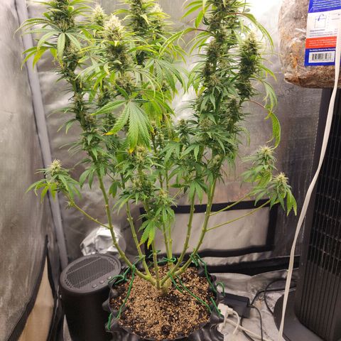 Juicy Fruit #2 growlog timeline photo
