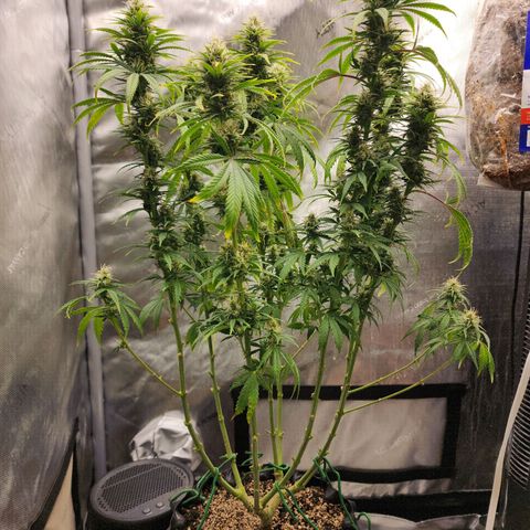 Juicy Fruit #2 growlog timeline photo