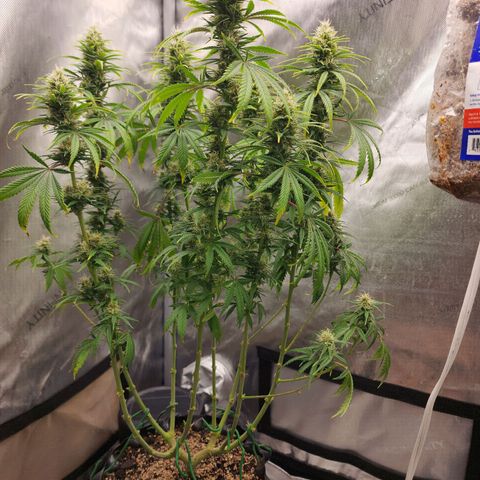 Juicy Fruit #2 growlog timeline photo