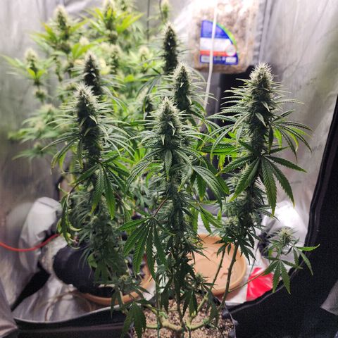 Juicy Fruit #2 growlog timeline photo
