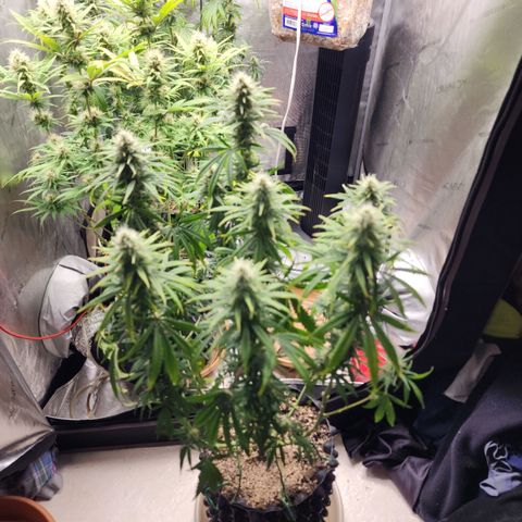 Juicy Fruit #2 growlog timeline photo