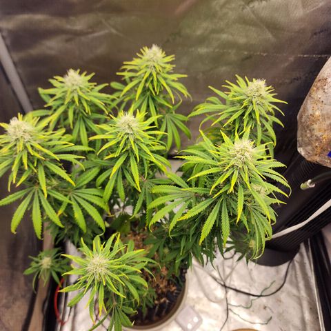 Juicy Fruit #2 growlog timeline photo