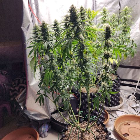 Juicy Fruit #2 growlog timeline photo