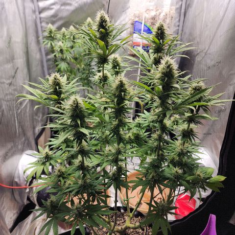 Juicy Fruit #1 growlog timeline photo