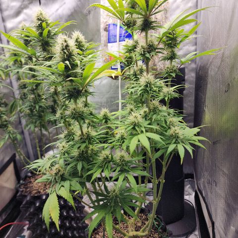 Juicy Fruit #1 growlog timeline photo