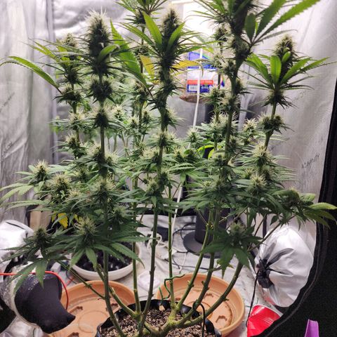 Juicy Fruit #1 growlog timeline photo