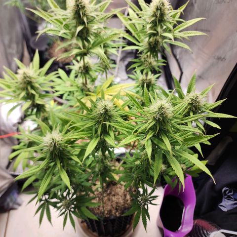 Juicy Fruit #1 growlog timeline photo