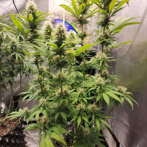 Juicy Fruit #1 growlog timeline photo