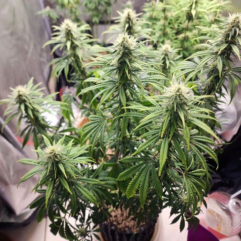 Juicy Fruit #3 growlog timeline photo