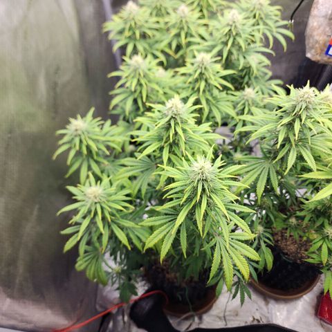 Juicy Fruit #3 growlog timeline photo