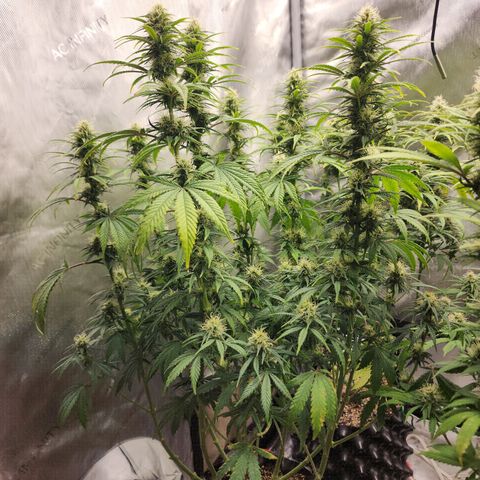 Juicy Fruit #3 growlog timeline photo