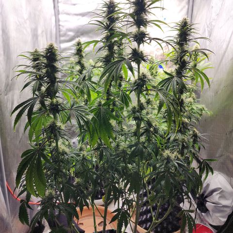 Juicy Fruit #3 growlog timeline photo