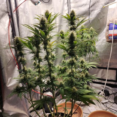 Juicy Fruit #1 growlog timeline photo
