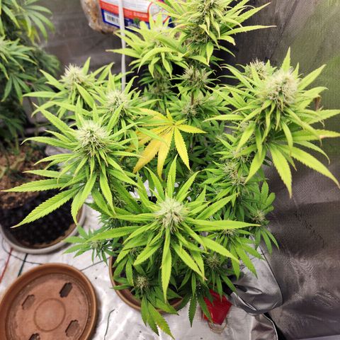 Juicy Fruit #1 growlog timeline photo