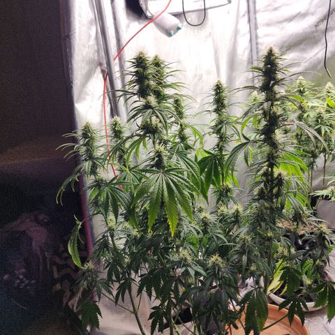 Juicy Fruit #3 growlog timeline photo