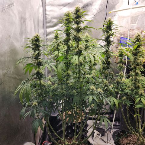 Juicy Fruit #3 growlog timeline photo