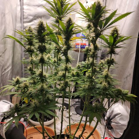 Juicy Fruit #1 growlog timeline photo
