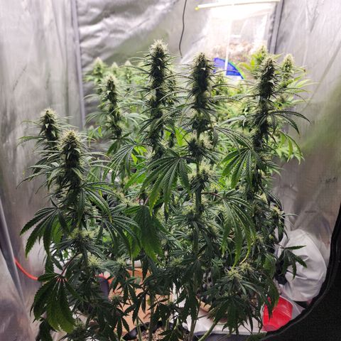 Juicy Fruit #3 growlog timeline photo