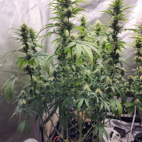 Juicy Fruit #3 growlog timeline photo