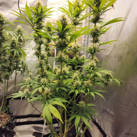 Juicy Fruit #1 growlog timeline photo