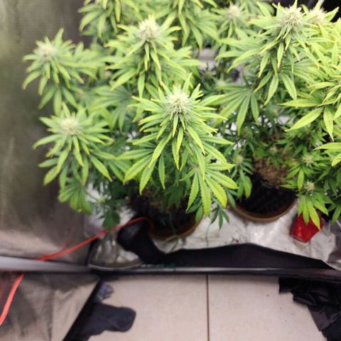 Juicy Fruit #3 growlog timeline photo