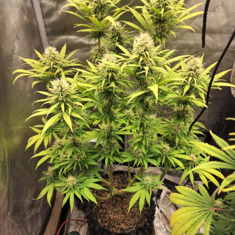 Juicy Fruit #1 growlog timeline photo