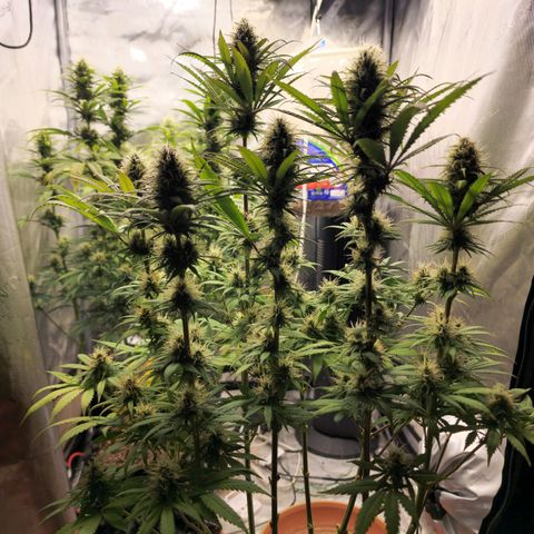 Juicy Fruit #1 growlog timeline photo