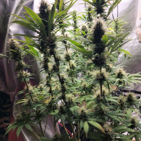 Juicy Fruit #1 growlog timeline photo