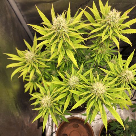 Juicy Fruit #1 growlog timeline photo