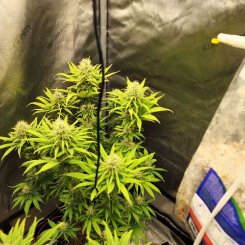 Juicy Fruit #1 growlog timeline photo