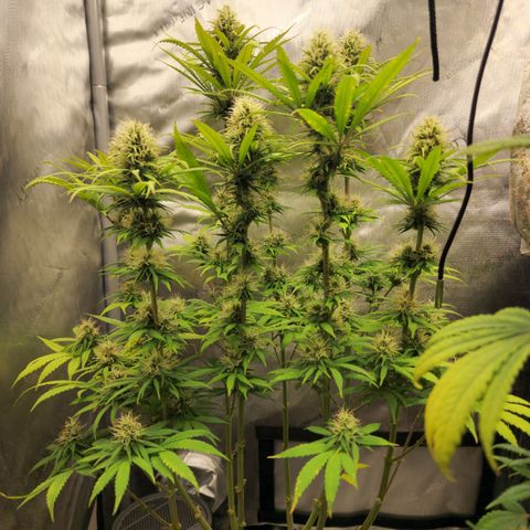 Juicy Fruit #1 growlog timeline photo