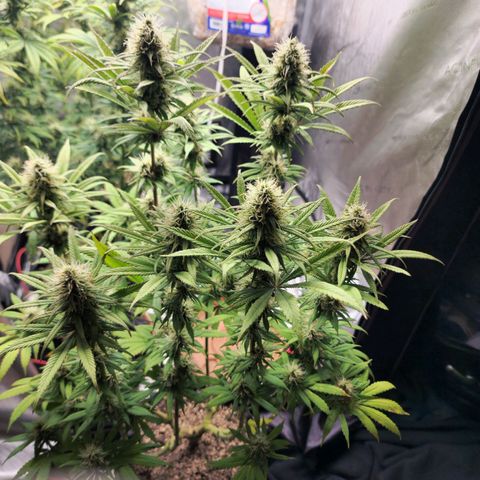 Juicy Fruit #1 growlog timeline photo