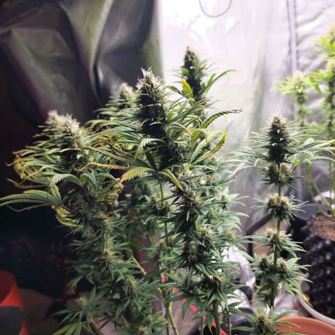 Juicy Fruit #3 growlog timeline photo